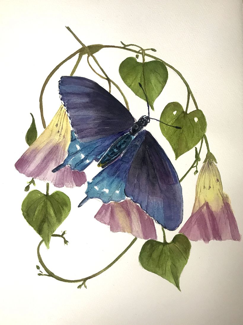 My project in Naturalist Illustrations with Watercolors: Drawing and Composition course 1