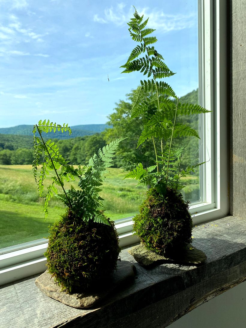 Kokedamas hechas en la granja de mi hijo en Walton NY