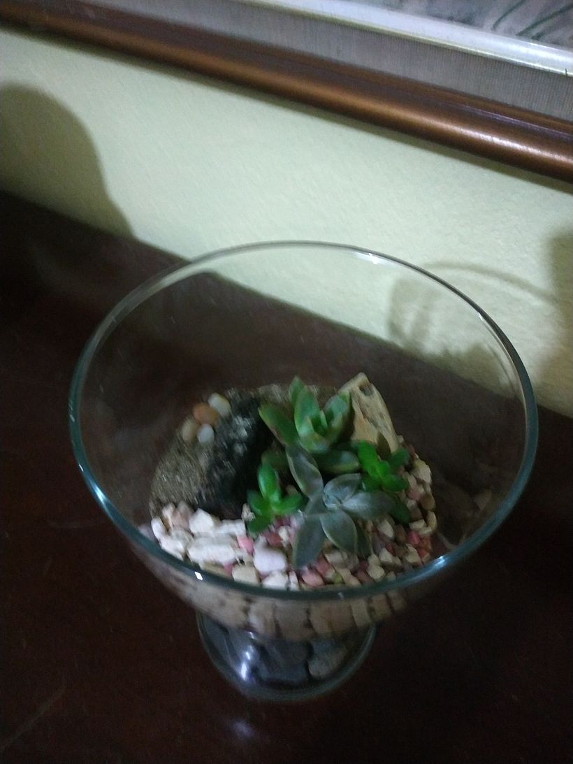 Mi Proyecto del curso: Arte vegetal: crea tu propio terrario abierto 3