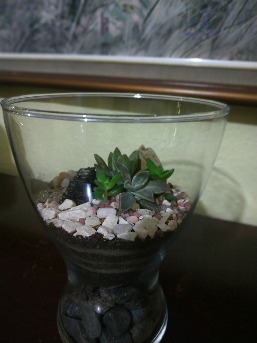 Mi Proyecto del curso: Arte vegetal: crea tu propio terrario abierto 4