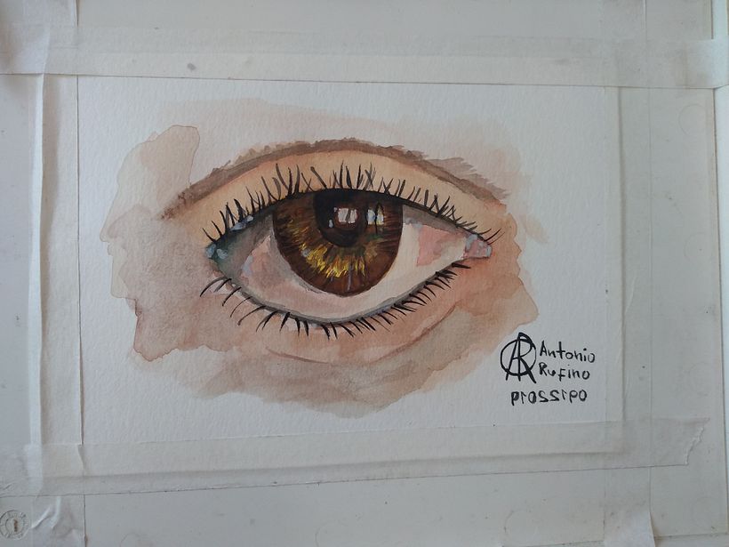 O olho ( estudo)
