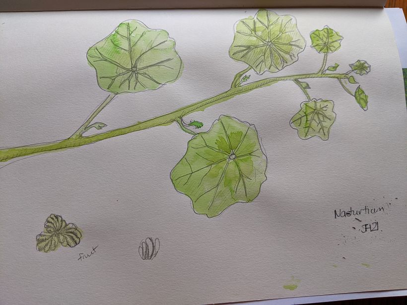 Nasturtium Leaves and fruit