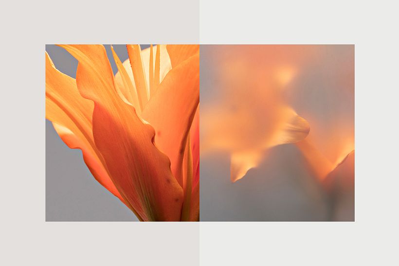 Flare 7