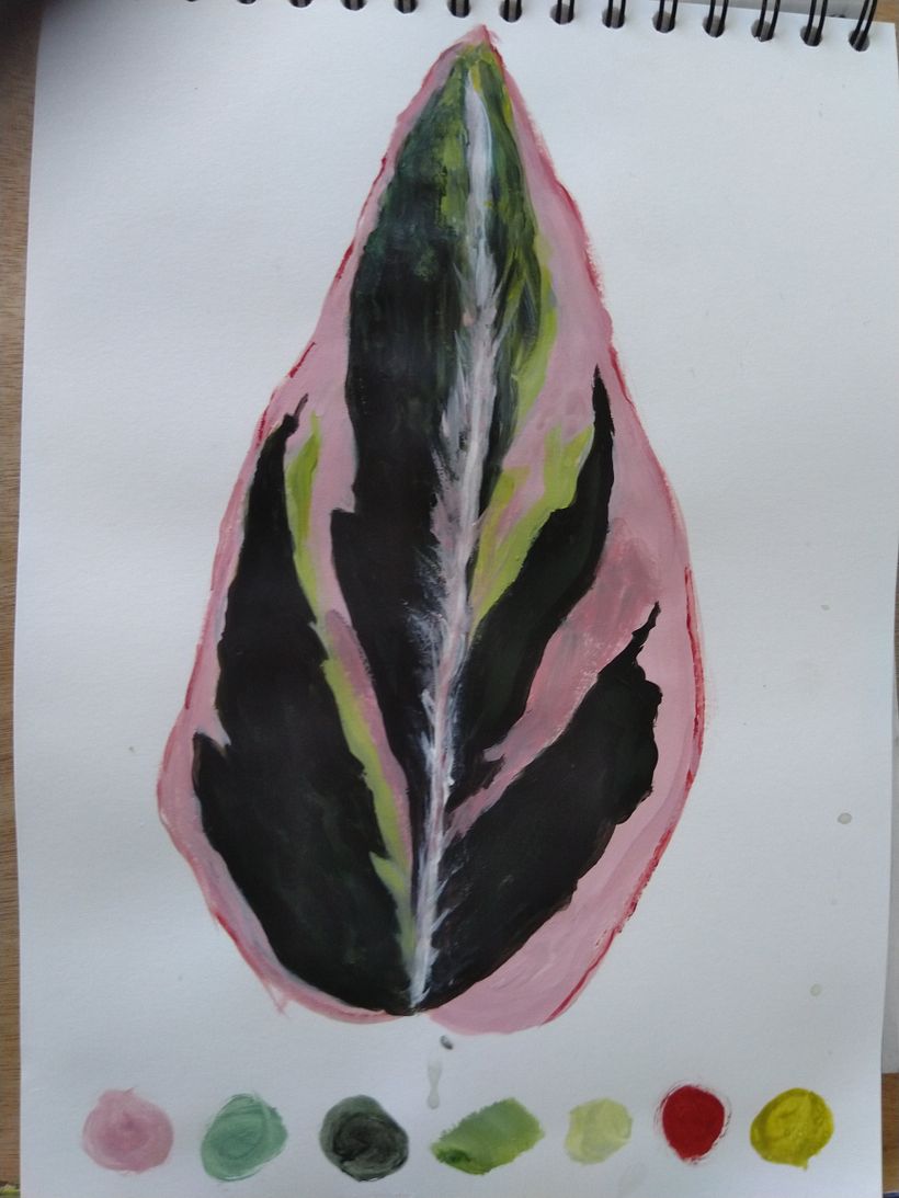 Unit 3.3 Study of a Tricolour Alathea 2