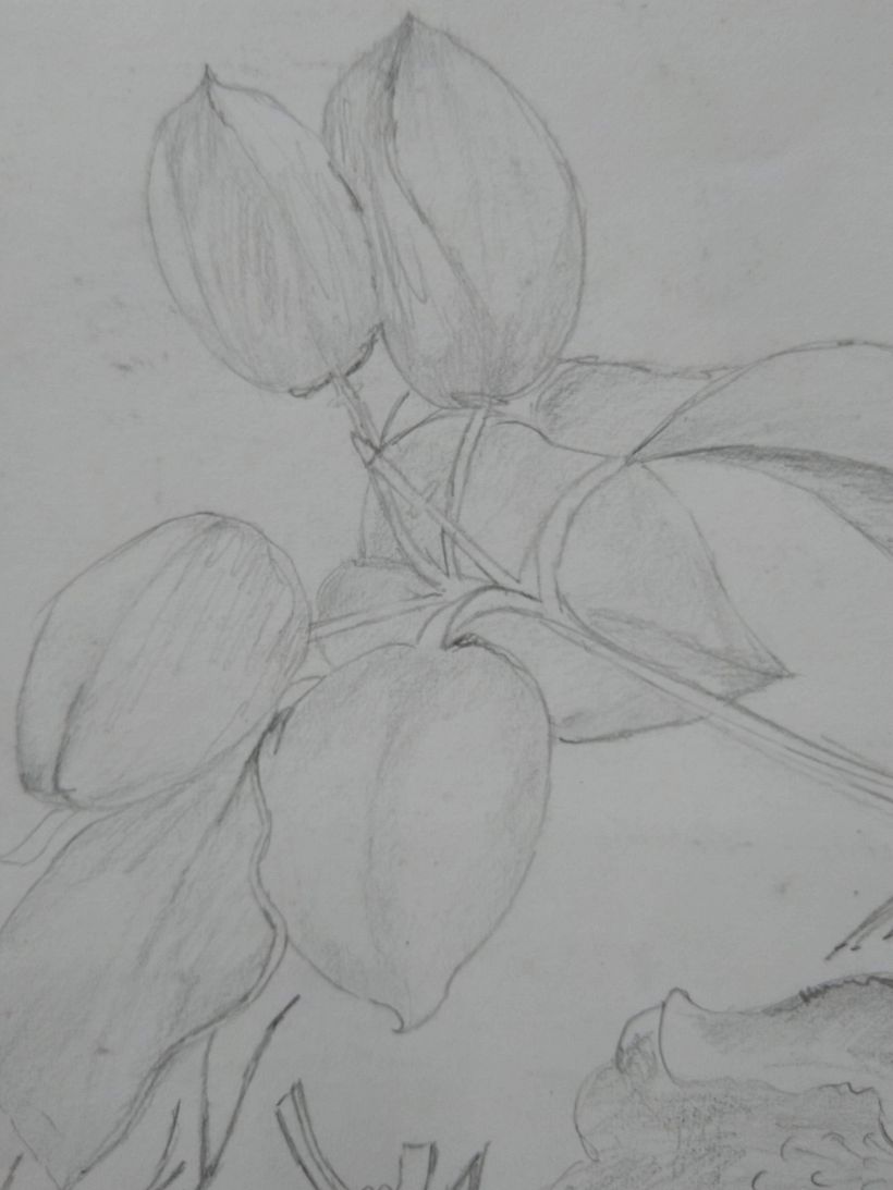 Unit 4 - Composing the final painting: 2. Chinese Lantern plant drawing