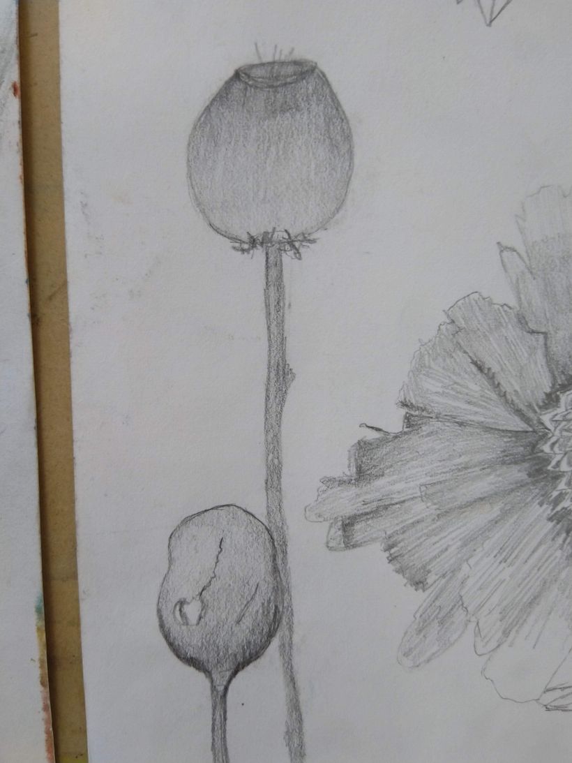 Unit 4 - Composing the final painting: 1. Poppy seed plant drawing