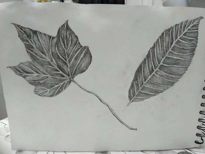 Ex 2.2 Draw Your Leaves