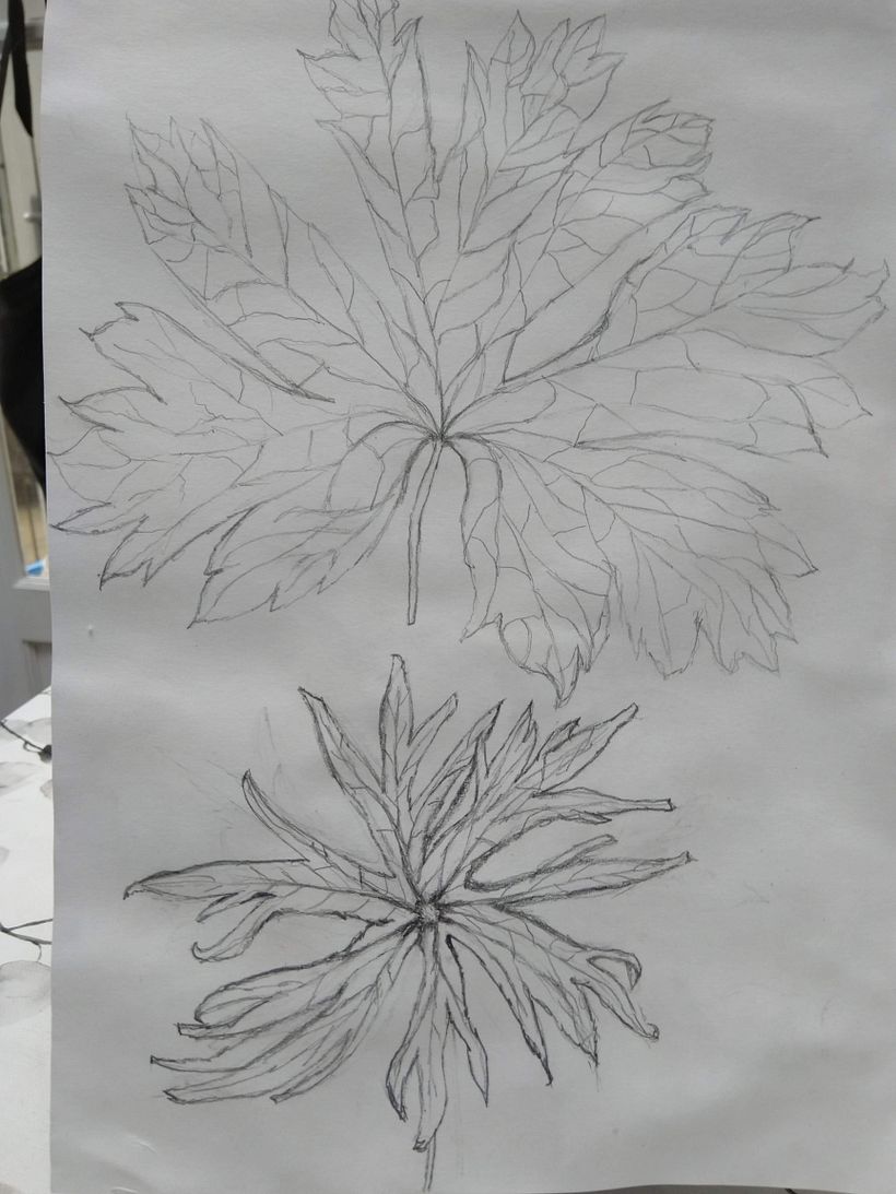 Ex 2.2 Draw Your Leaves