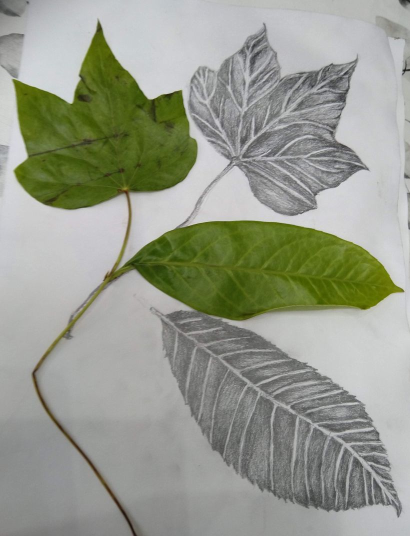 Ex 2.2 Draw Your Leaves