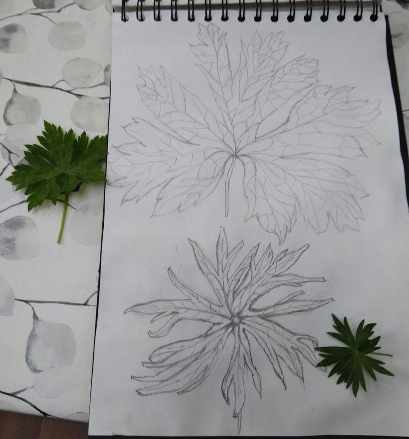 Ex 2.2 Draw Your Leaves
