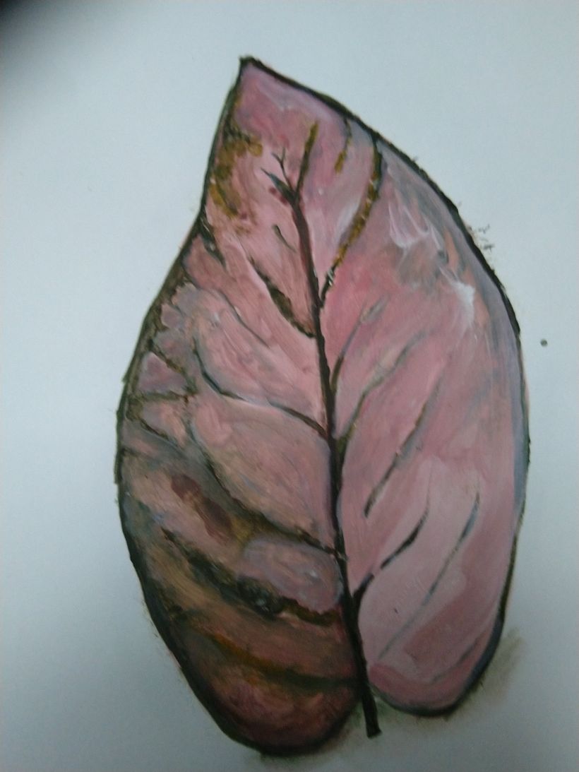 Ex 3.3  Study of an Aglonema Leaf
