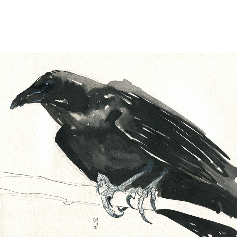 Day 4 / Raven