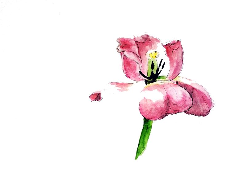 Une tulipe