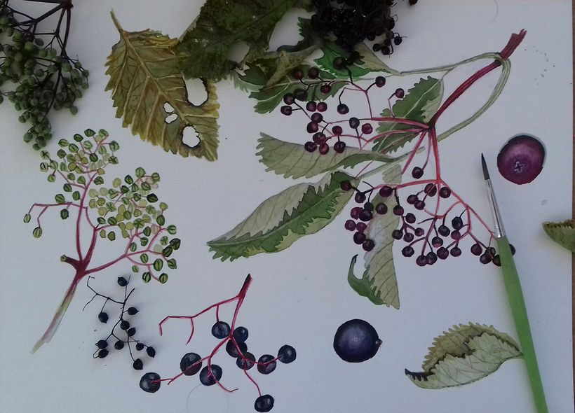 My project in Botanical Illustration with Watercolors course 1