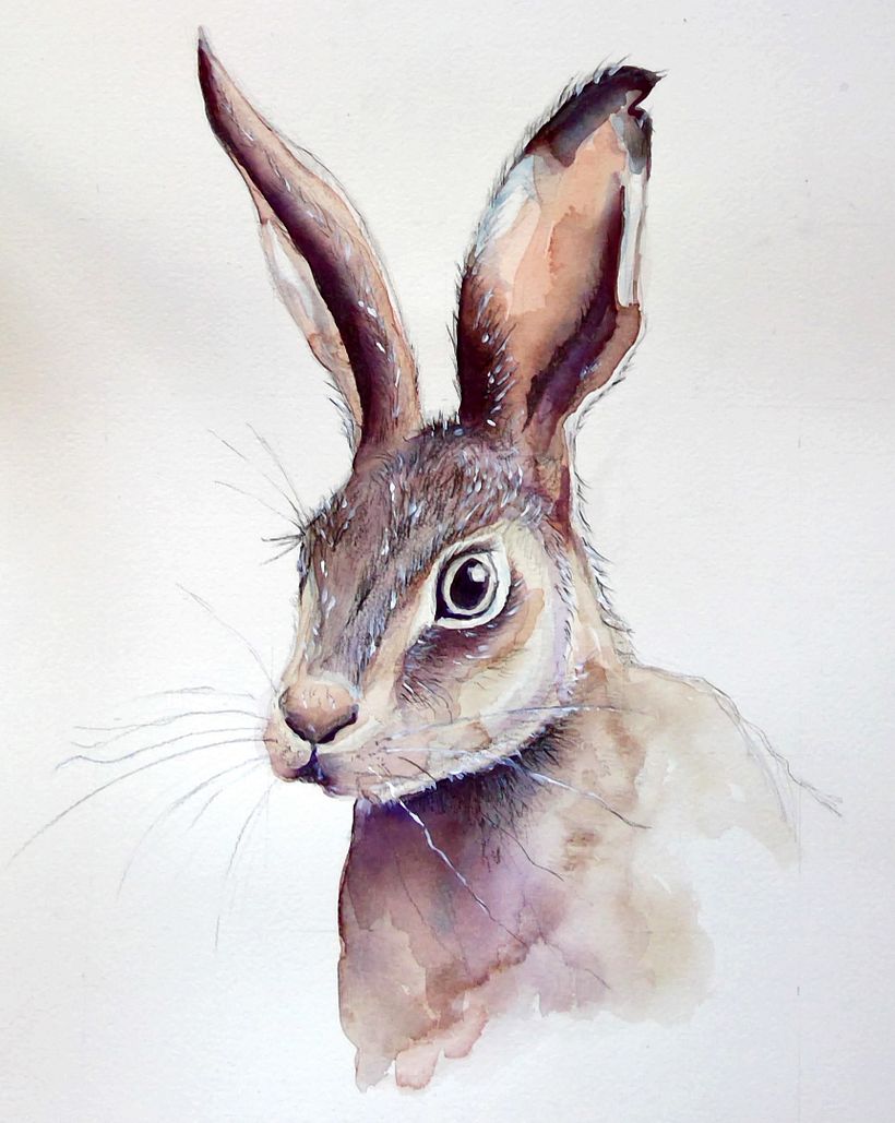 Rabbit