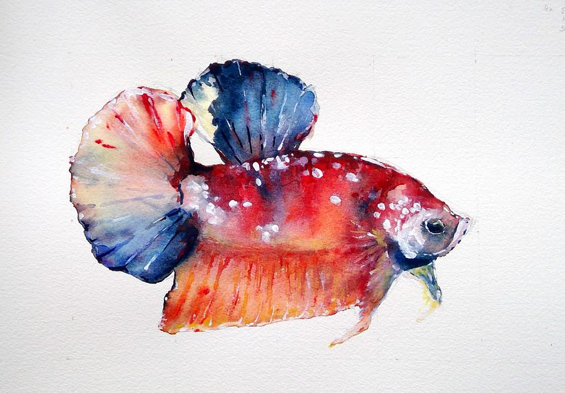 Fish