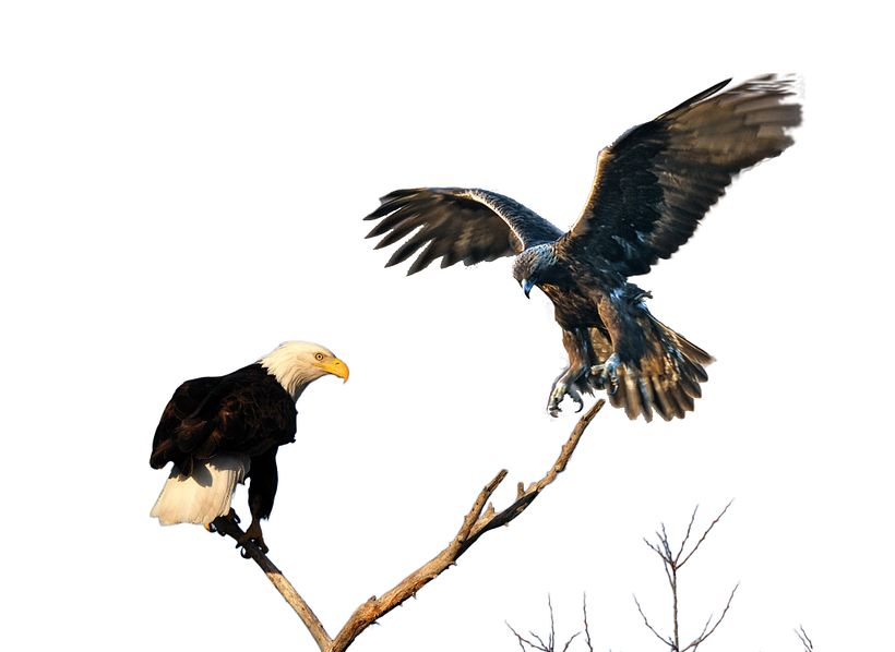 Final image composition: Original image flipped to reflect the sides of the Atlantic either bird is representing. Instead