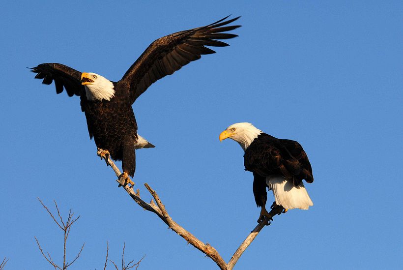 Original pose image from Unsplash. Removed the female on the left and replaced it with a golden eagle landing.
