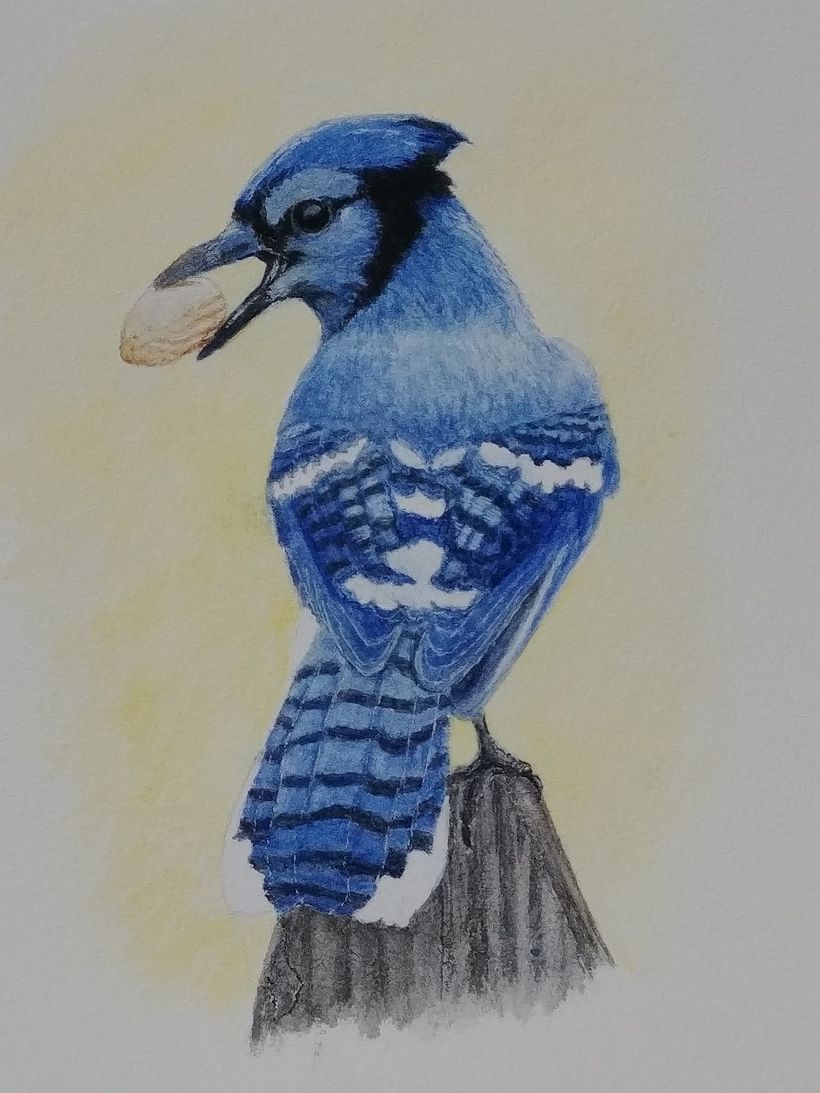 Blue jay