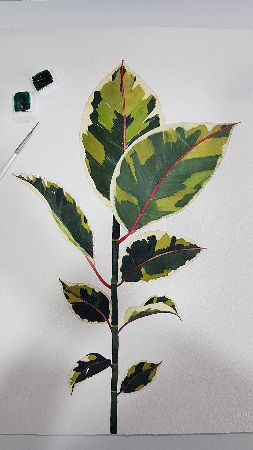 Acuarela botánica en acuarela  5