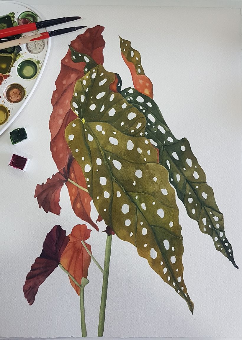 Acuarela botánica en acuarela  6