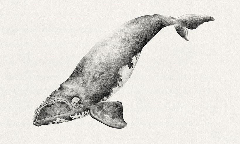 Ilustración en Grafito sobre papel de algodón / Graphite on cotton paper