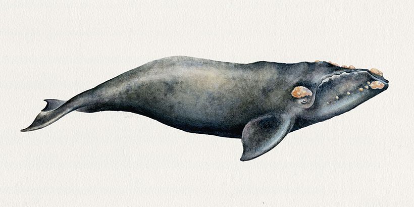 Acuarela sobre papel de algodón / Watercolor on cold-pressed cotton paper