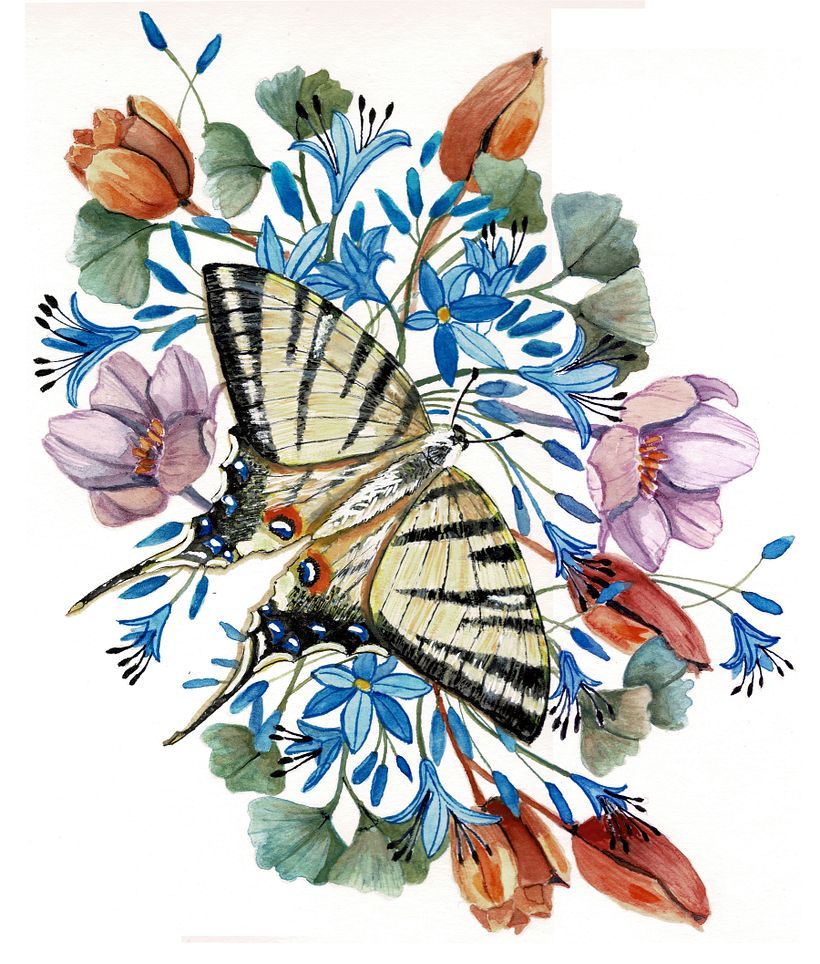 AGAPANTHES 6