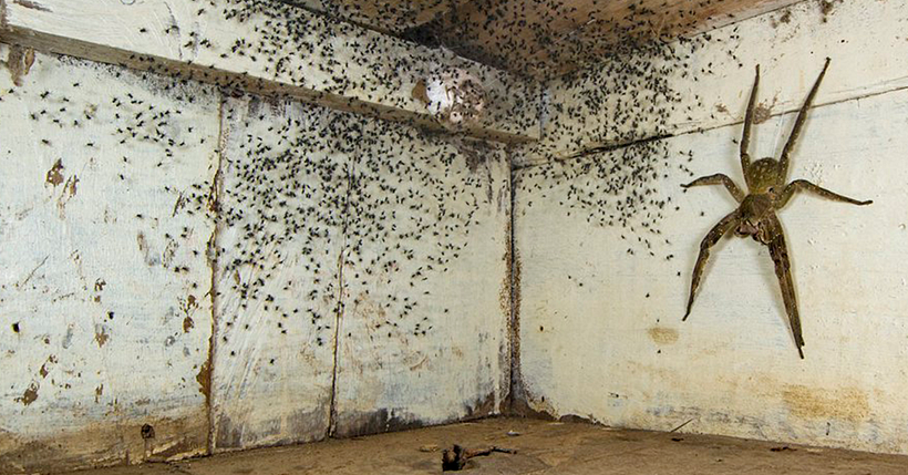 The photographer found this hand-sized Brazilian wandering spider under his bed. Photograph: Gil Wizen.