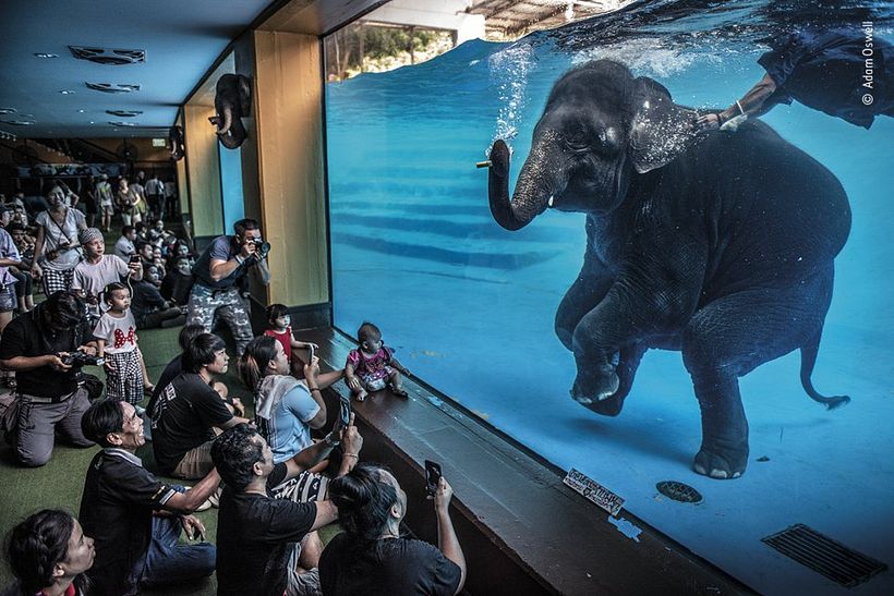 Revealing the unseen side of "educational" elephant shows. Photograph: Adam Oswell.
