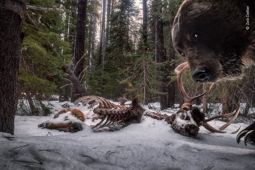 A brown bear's leftovers. Photograph: Zack Clothier.