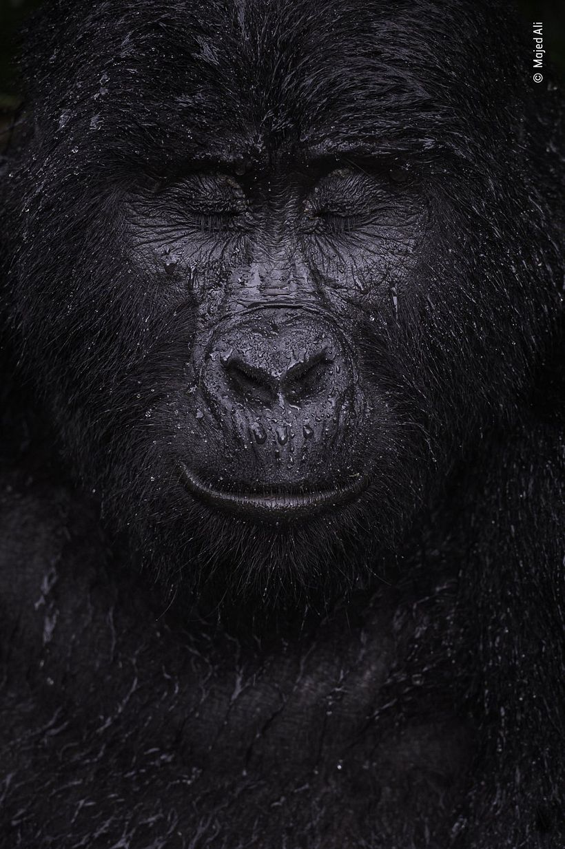 40-year-old mountain gorilla Kibande enjoys the rain. Photograph: Majed Ali.
