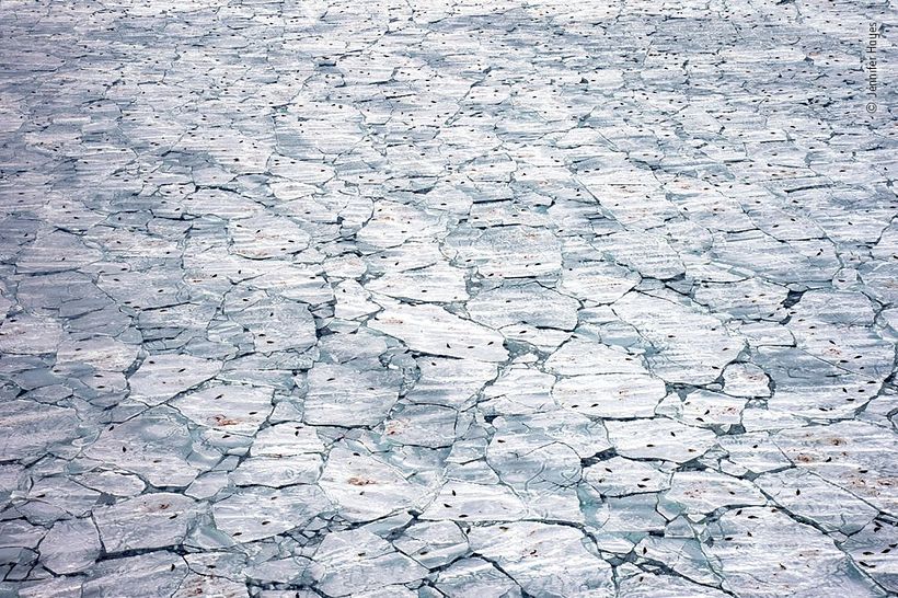 The sea ice is an essential platform for birthing seals and it's melting. Photograph: Jennifer Hayes.