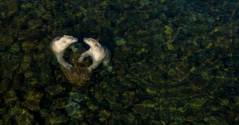 Two female polar bears cooling off in the summer. Photograph: Martin Gregus.