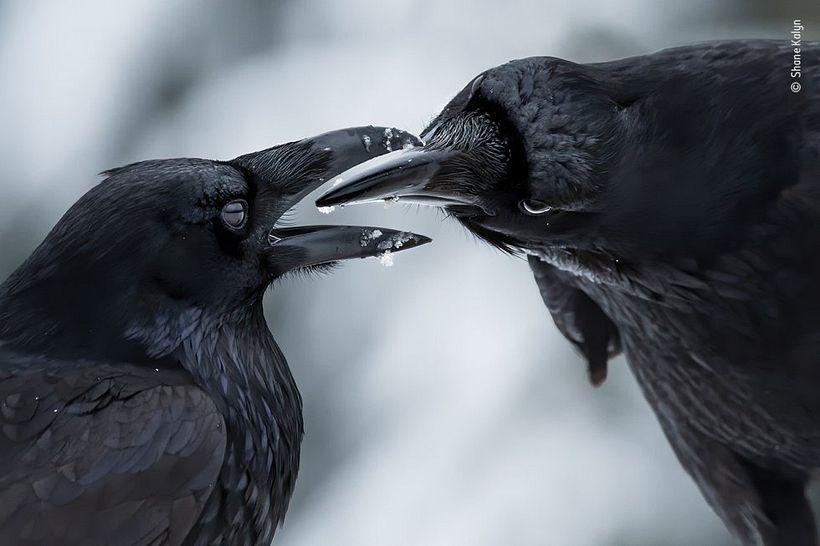 An intimate moment between two ravens. Photograph: Shane Kalyn.