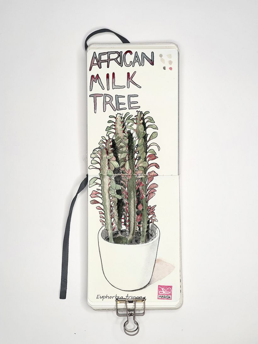 María José'nin Afrika Süt Ağacı
