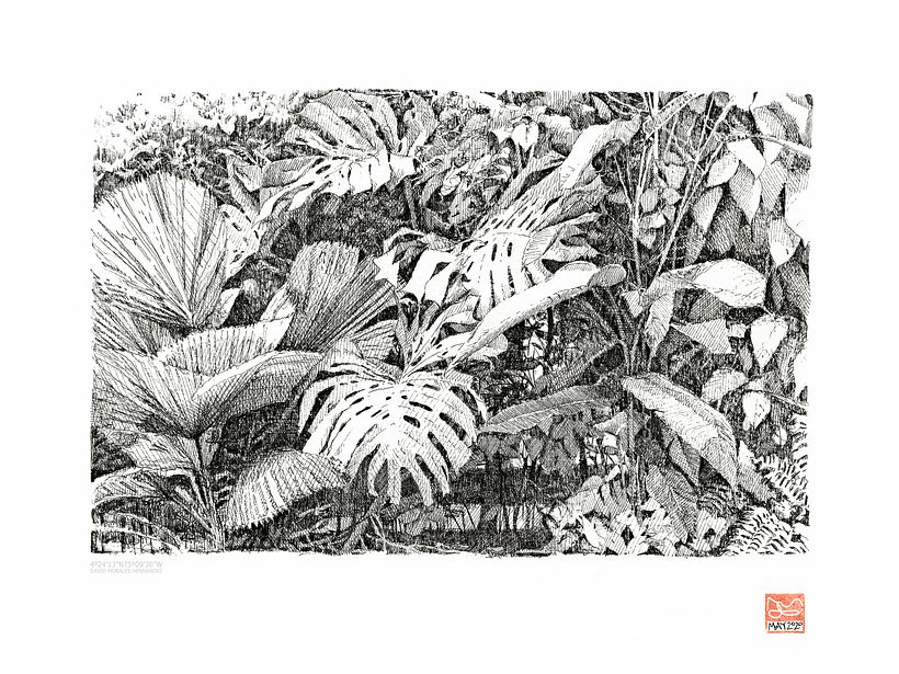 Monstera 