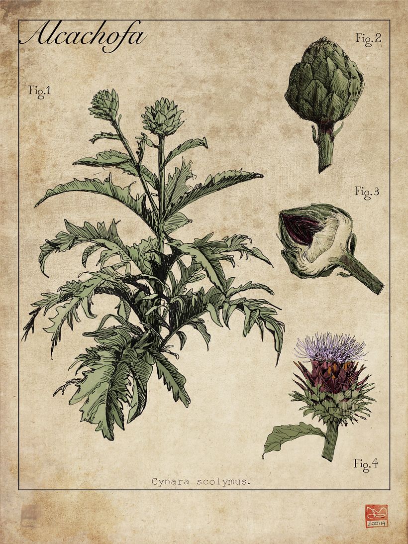 láminas Botánicas 5