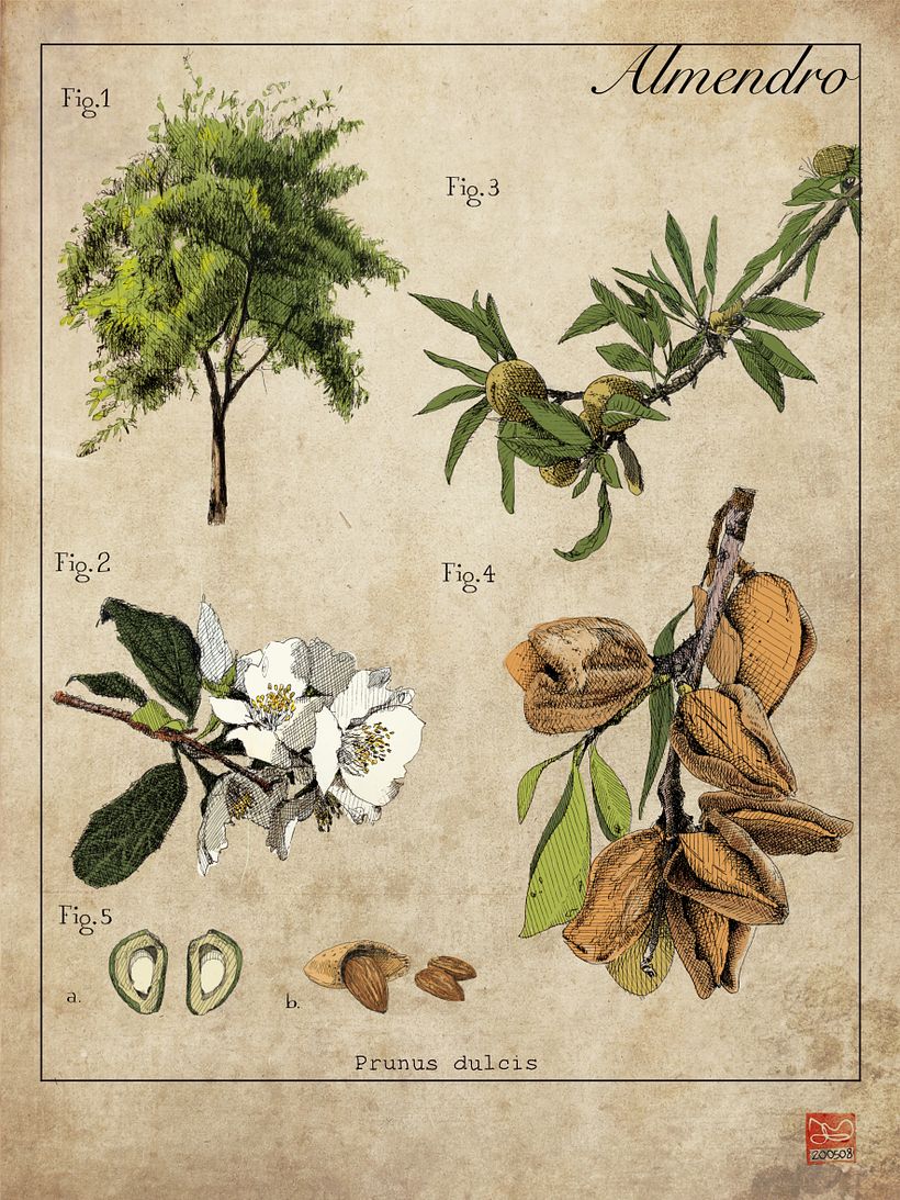 láminas Botánicas 6