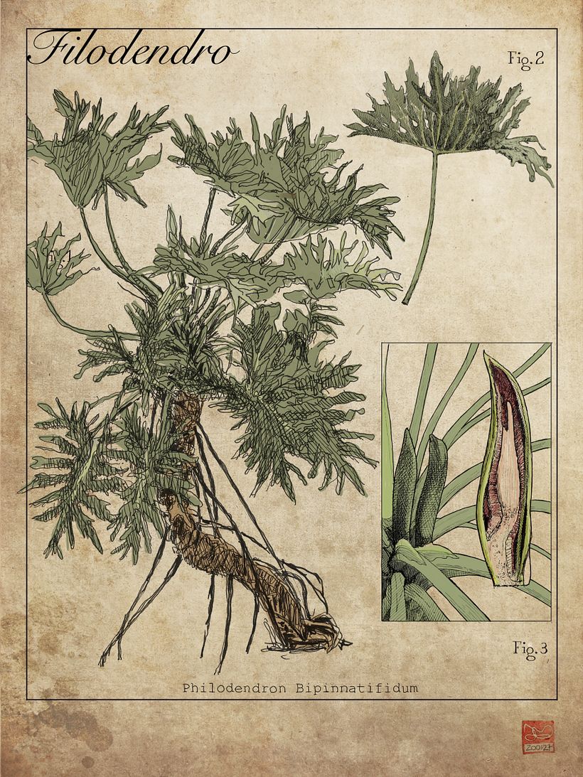 láminas Botánicas 7