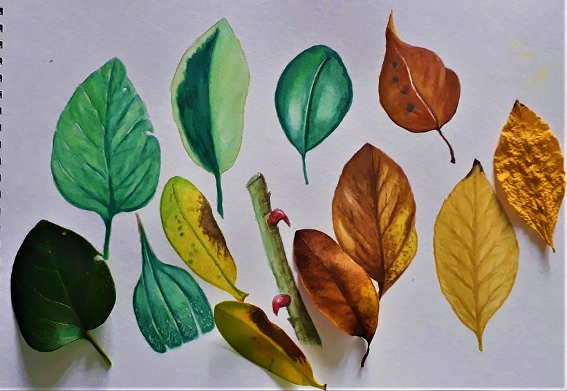 Practicing leaves Botanical Course 