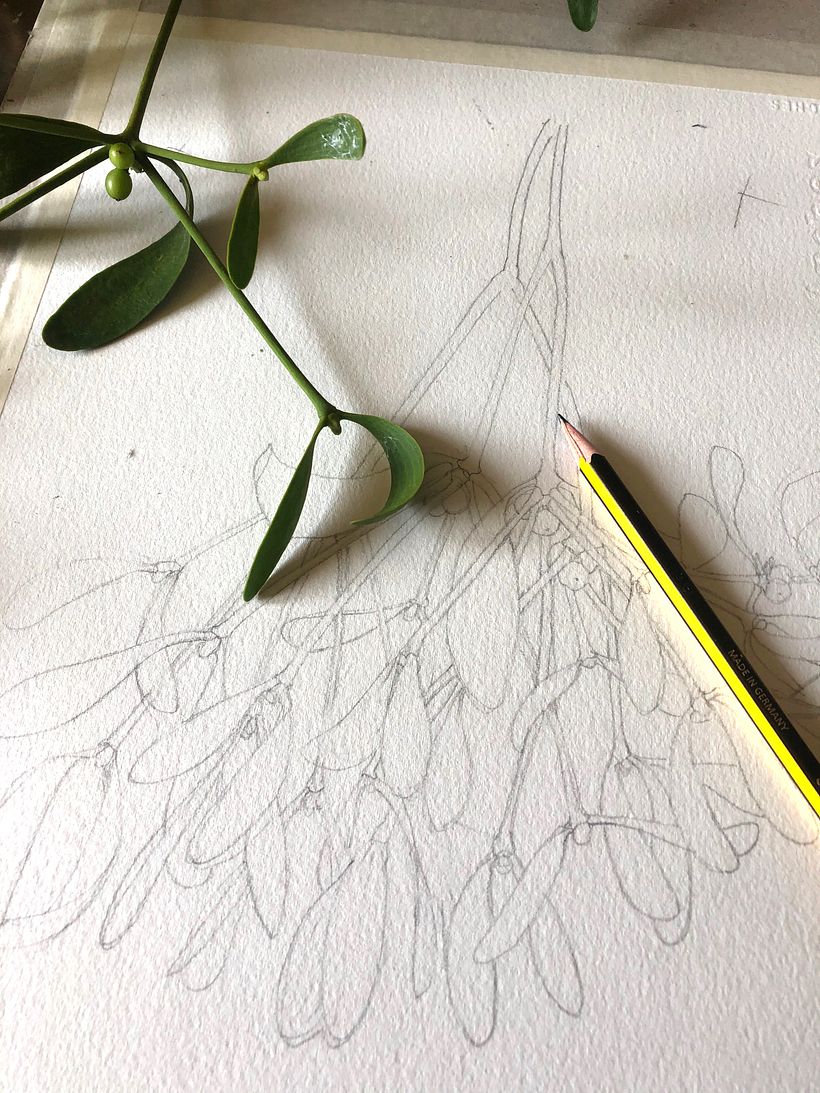 tracciato essenziale prima della colorazione