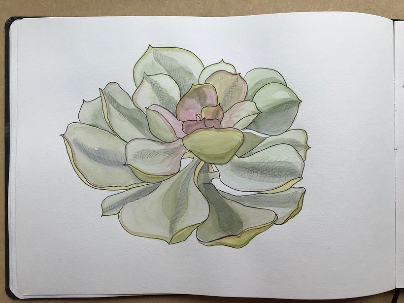 This is my first painted succulent. My shading was too dark and not blended in.