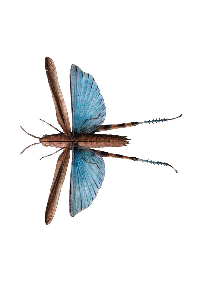 Encargos especiales animales  10