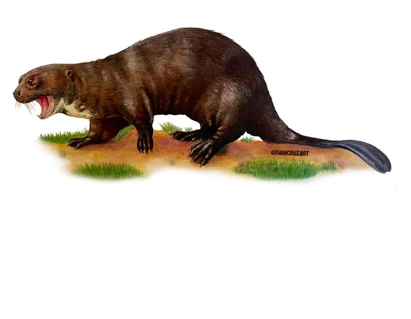 Encargos especiales animales  14