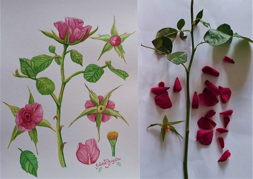 Pink Rose dissection
