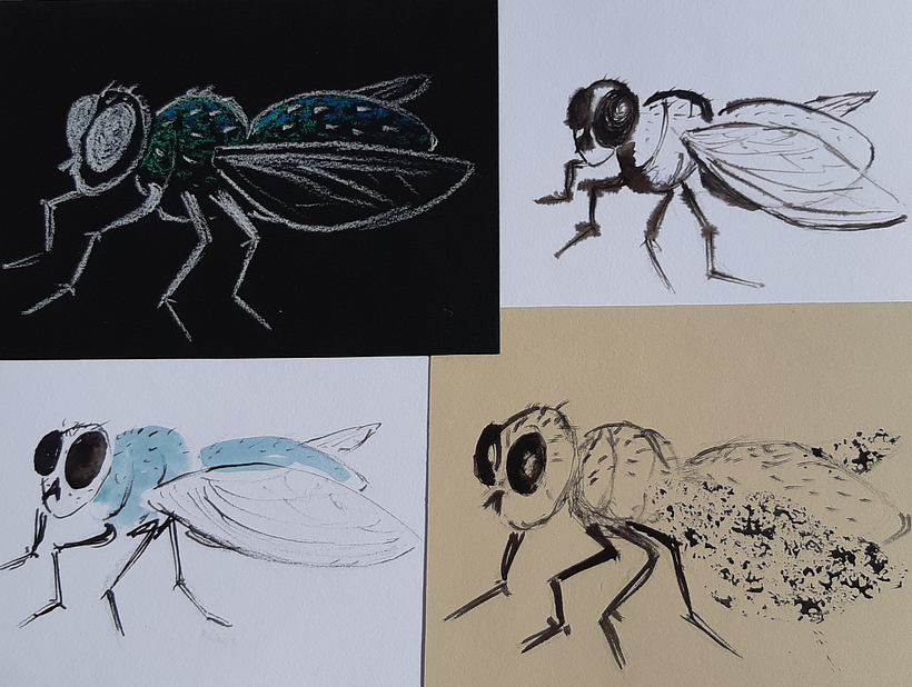 La mouche en exploration! Encre, aquarelle et pastel (Claude Hamel)