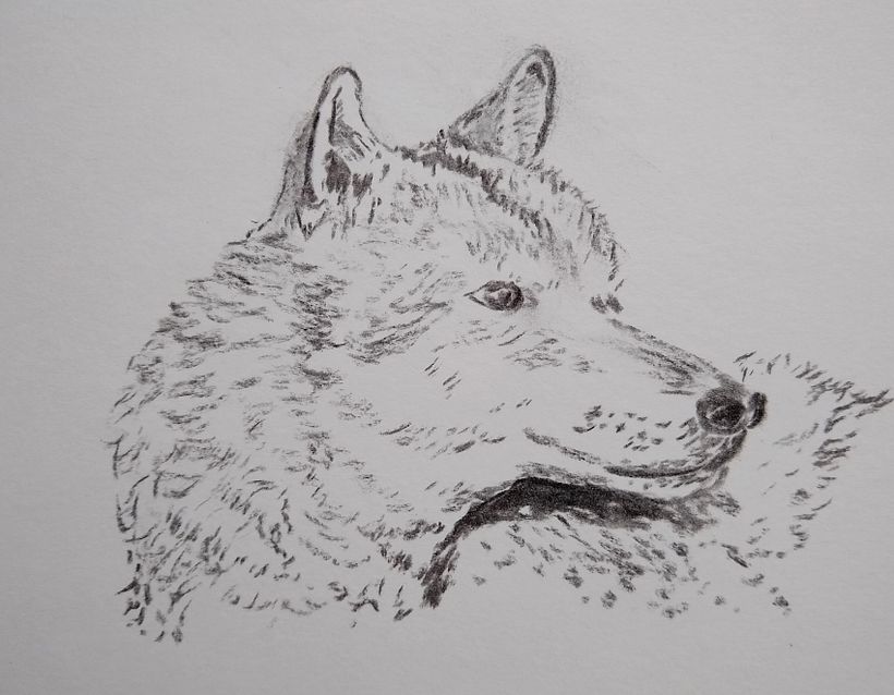 Day 22 Wolf. From photo by Marcel Langthim on Pixabay.