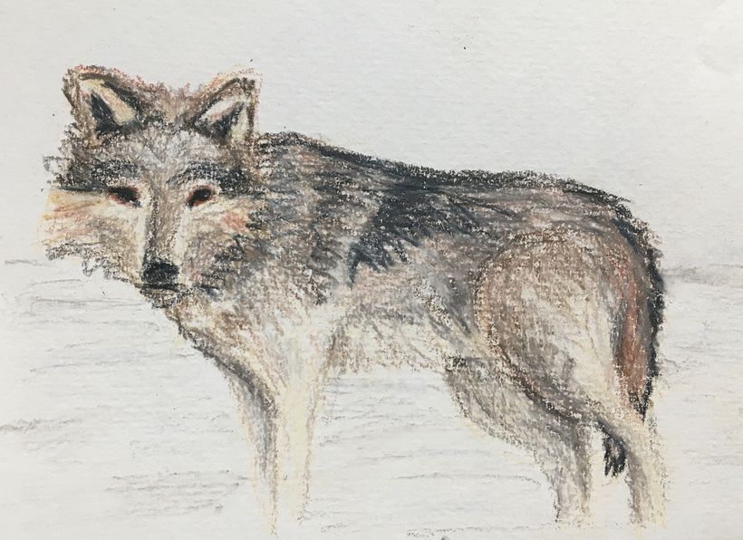 Day 21 - wolf
