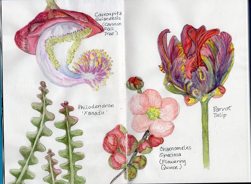 My project in Botanical Sketchbooking: A Meditative Approach course 2